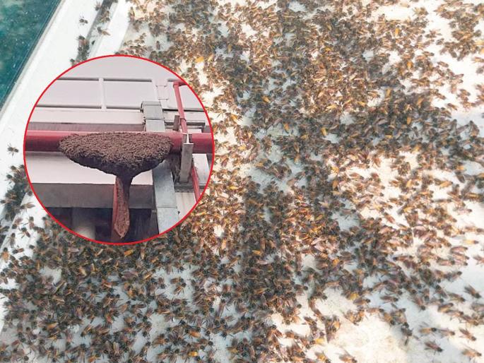 A bee is in contact with 7,000 flowers; even if they are attracted to it, do not kill them; the natural cycle is disrupted | एक मधमाशी असते ७ हजार फुलांच्या संपर्कात; आग्यामोहळ असले तरी त्यांना मारू नका A bee is in contact with 7,000 flowers; even if they are attracted to it, do not kill them; the natural cycle is disrupted | एक मधमाशी असते ७ हजार फुलांच्या संपर्कात; आग्यामोहळ असले तरी त्यांना मारू नका