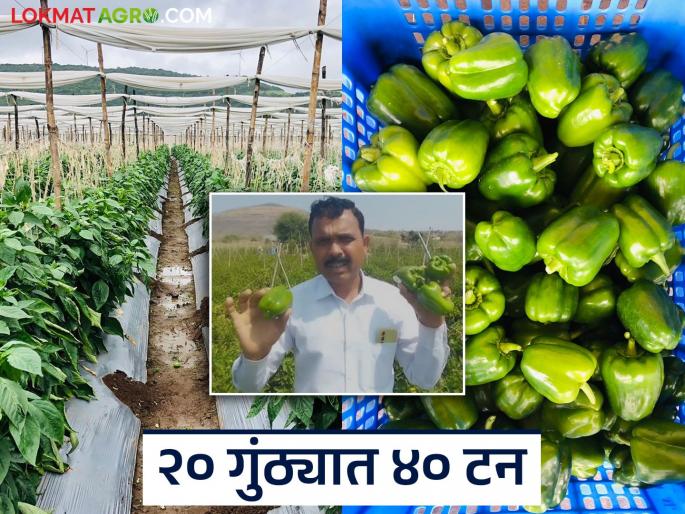 Jalindarao of Solashi made a huge profit in chillies; earned 15 lakhs in 20 gunthas | सोळशीच्या जालिंदररावांनी ढोबळी मिरचीत केली नादखुळा कमाई; २० गुंठ्यात घेतले १५ लाखांचे उत्पन्न Jalindarao of Solashi made a huge profit in chillies; earned 15 lakhs in 20 gunthas | सोळशीच्या जालिंदररावांनी ढोबळी मिरचीत केली नादखुळा कमाई; २० गुंठ्यात घेतले १५ लाखांचे उत्पन्न