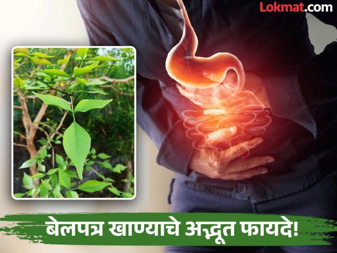 Benefits of eating belpatra on an empty stomach in the morning | उपाशीपोटी बेलपत्र खाण्याचे फायदे वाचाल, तर देवाला वाहण्यासोबतच रोज स्वत:ही खाल! Benefits of eating belpatra on an empty stomach in the morning | उपाशीपोटी बेलपत्र खाण्याचे फायदे वाचाल, तर देवाला वाहण्यासोबतच रोज स्वत:ही खाल!