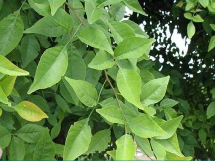 Betel leaves imported from the district due to pest infestation; Time to pay more on devotees | किडीच्या प्रादुर्भावाने परजिल्ह्यातून मागविली बेलाची पाने; भाविकांवर जादा पैसे देण्याची वेळ Betel leaves imported from the district due to pest infestation; Time to pay more on devotees | किडीच्या प्रादुर्भावाने परजिल्ह्यातून मागविली बेलाची पाने; भाविकांवर जादा पैसे देण्याची वेळ