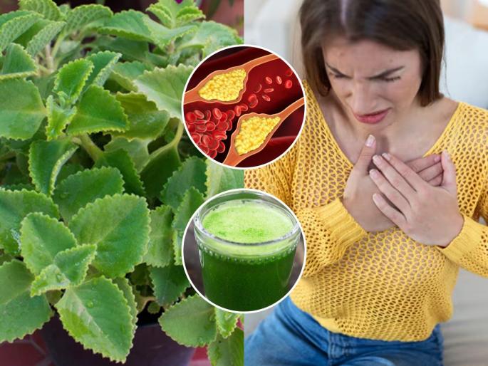 benefits of ajwain leaves to reduce cholesterol and triglycerides, ayurvedic remedies to decrease the level of cholesterol and triglycerides | कोलेस्टेरॉल, ट्रायग्लिसराईड खूप वाढलं? ओव्याची पानं 'या' पद्धतीने खा- कित्येक आजारांवर सोपा उपाय 