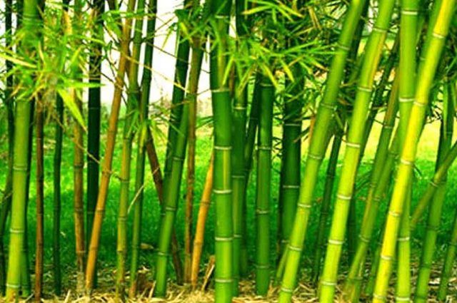 60 thousand bamboo trees on the river banks | नदीकाठावर लावणार ६० हजारांवर बांबूची झाडे 60 thousand bamboo trees on the river banks | नदीकाठावर लावणार ६० हजारांवर बांबूची झाडे
