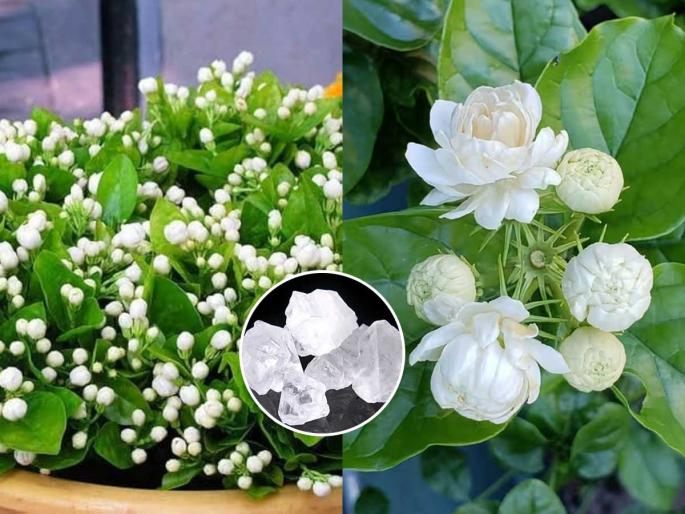 buttermilk for home plants benefits of buttermilk for plants how to use buttermilk for plants at home | पाण्याइतकंच ताकही असरदार! रोपांवरील कीड - बुरशीवर रामबाण उपाय, फळा - फुलांचा येईल बहर... buttermilk for home plants benefits of buttermilk for plants how to use buttermilk for plants at home | पाण्याइतकंच ताकही असरदार! रोपांवरील कीड - बुरशीवर रामबाण उपाय, फळा - फुलांचा येईल बहर...