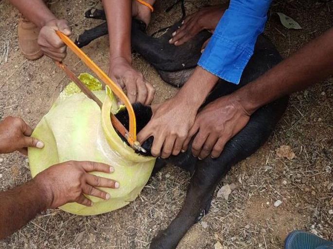 benguluru police rescued dog from pot | कुत्र्याला मडक्यातून बाहेर काढण्यासाठी 15 पोलिसांचे शर्थीचे प्रयत्न benguluru police rescued dog from pot | कुत्र्याला मडक्यातून बाहेर काढण्यासाठी 15 पोलिसांचे शर्थीचे प्रयत्न