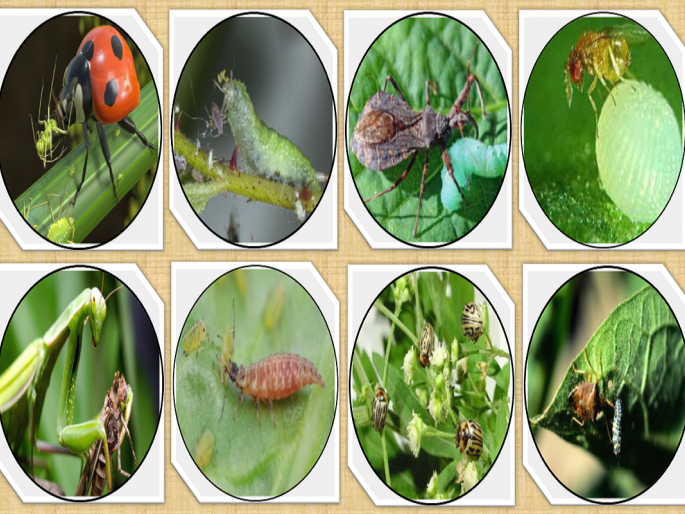 Identify friendly pests and save crops from pests | मित्र किडी ओळखा आणि पिकांना किडींपासून वाचवा Identify friendly pests and save crops from pests | मित्र किडी ओळखा आणि पिकांना किडींपासून वाचवा