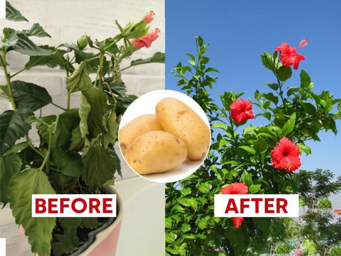 best fertilizer for hibiscus or jaswand plant, how to use batata for jaswand plant | जास्वंदाच्या रोपाला १५ दिवसांतून एकदा द्या बटाट्याचं खास खत! रोपं वाढतील जोमानं, फुलंही येतील भरपूर 