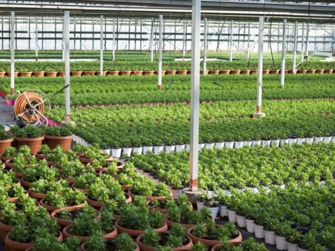 Agreement with seven nurseries to develop disease free seedlings | रोगमुक्त रोपे विकसित करण्यासाठी सात रोपवाटिकांशी करार Agreement with seven nurseries to develop disease free seedlings | रोगमुक्त रोपे विकसित करण्यासाठी सात रोपवाटिकांशी करार