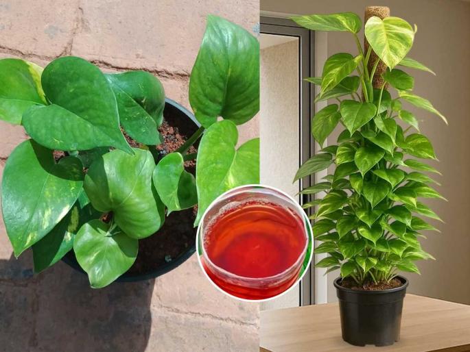 best way to grow money plant at home how to grow money plant faster money plant growth problems solution | मनी प्लांटची पानं पिवळी पडली, वेल वाढतही नाही? मुळाशी घाला 'हे' ग्लासभर पाणी, थंडीतही वेल वाढेल वेगाने... best way to grow money plant at home how to grow money plant faster money plant growth problems solution | मनी प्लांटची पानं पिवळी पडली, वेल वाढतही नाही? मुळाशी घाला 'हे' ग्लासभर पाणी, थंडीतही वेल वाढेल वेगाने...