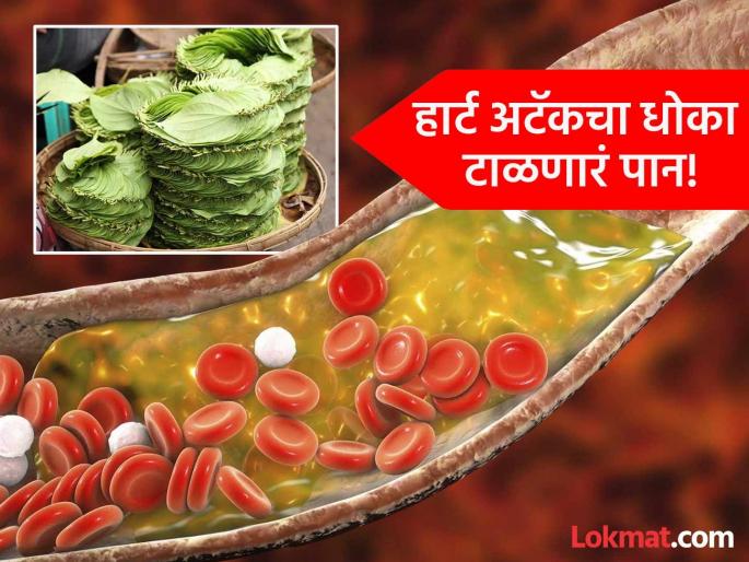 Chewing betel leaf empty stomach in the morning can control high cholesterol | सकाळी रिकाम्या पोटी चावून खा हे एक पान, कोलेस्ट्रॉल कंट्रोल होऊन हार्ट अटॅकचा धोकाही टळेल! Chewing betel leaf empty stomach in the morning can control high cholesterol | सकाळी रिकाम्या पोटी चावून खा हे एक पान, कोलेस्ट्रॉल कंट्रोल होऊन हार्ट अटॅकचा धोकाही टळेल!