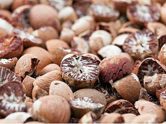 Betel mafia active again in central India; Strong smuggling of betel nuts | सुपारी माफियांचा मध्य भारतात पुन्हा हैदोस; सडक्या सुपारीची जोरदार तस्करी Betel mafia active again in central India; Strong smuggling of betel nuts | सुपारी माफियांचा मध्य भारतात पुन्हा हैदोस; सडक्या सुपारीची जोरदार तस्करी