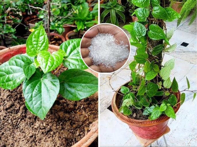 How to grow betel leaf plant in pots at home Betel leaf plant care tips for fast growth Best way to grow betel leaf in balcony or terrace | छोट्याशा कुंडीत लावा विड्याच्या पानांची वेल, ३ टिप्स- वेल वाढेल झरझर, पूजेसाठी पानं विकत आणण्याची गरज नाही