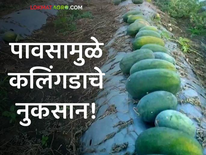 Heavy Rain crop Damage : Unseasonal damage to Kalinga due to rain; Loss of millions of rupees to farmers | Heavy Rain crop Damage : पावसामुळे बिगरहंगामी कलिंगडाचे नुकसान; शेतकऱ्यांचे लाखों रूपयांचे नुकसान Heavy Rain crop Damage : Unseasonal damage to Kalinga due to rain; Loss of millions of rupees to farmers | Heavy Rain crop Damage : पावसामुळे बिगरहंगामी कलिंगडाचे नुकसान; शेतकऱ्यांचे लाखों रूपयांचे नुकसान