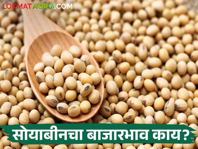 Soybean Market: Inflow of 10 thousand 875 quintals of soybeans in the state, the market price is obtained in these market committees. | Soybean Market: राज्यात १० हजार ८७५ क्विंटल सोयाबीनची आवक, या बाजारसमितींमध्ये असा मिळतोय बाजारभाव