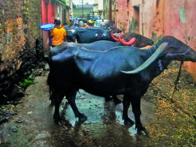 Thousands of animals in the cantonments | बळ दे झुंजायाला! छावण्यांमध्ये १२ हजार जनावरे