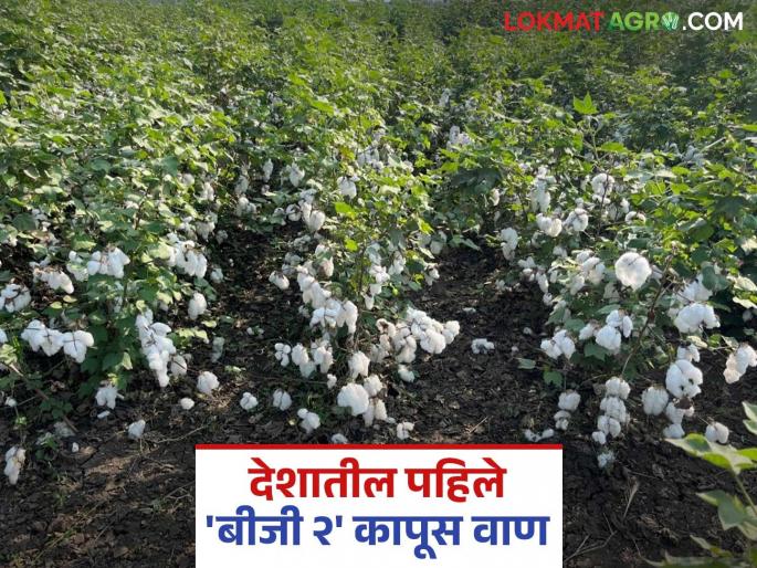 Two varieties developed by Parbhani Agricultural University approved for high density cotton cultivation | सघन कापूस लागवडीसाठी परभणी कृषी विद्यापीठ विकसित या दोन वाणांना मान्यता