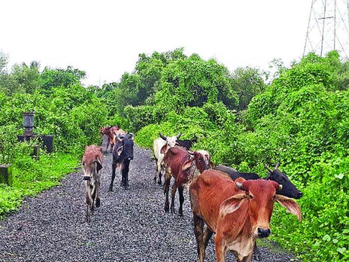 No plots were found in the city for cattle breeding | गोवंश संवर्धनासाठी शहरात भूखंड मिळेना No plots were found in the city for cattle breeding | गोवंश संवर्धनासाठी शहरात भूखंड मिळेना