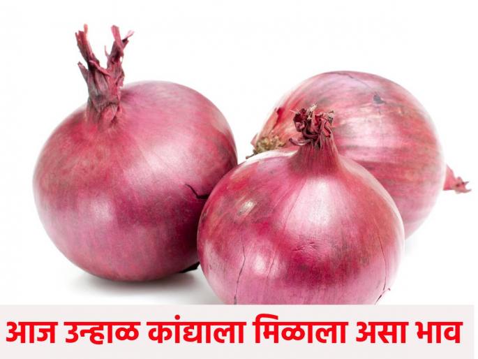 Onion market today: 38 thousand 784 quintals of onions were received in the state today, see the market price | onion market today:आज राज्यात ३८ हजार ७८४ क्विंटल कांद्याची झाली आवक, पहा बाजारभाव