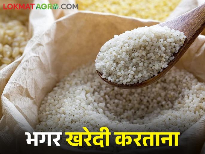 Latest News Buying bhagar for fasting on Mahashivratri? see details | Mahashivratri 2024 : महाशिवरात्रीनिमित्त उपवासासाठी भगर विकत घेताय? अशी घ्या काळजी  Latest News Buying bhagar for fasting on Mahashivratri? see details | Mahashivratri 2024 : महाशिवरात्रीनिमित्त उपवासासाठी भगर विकत घेताय? अशी घ्या काळजी