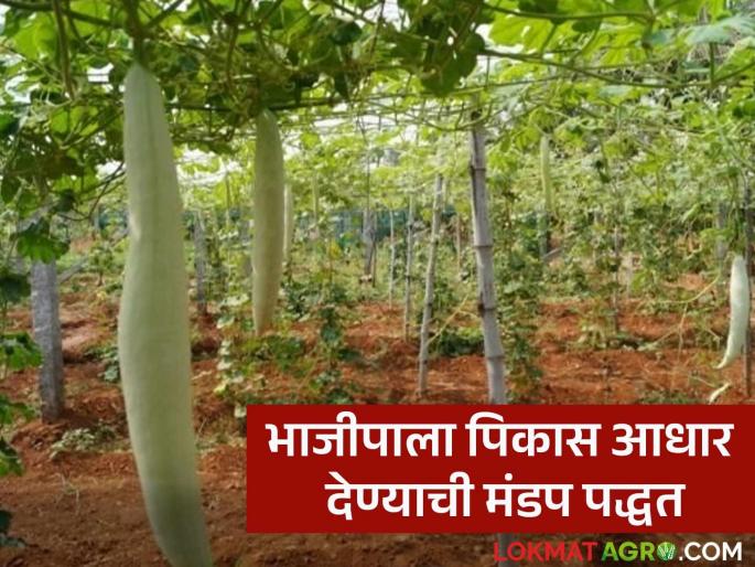 Latest News vegetable crop management Mandap method of supporting vegetable crops, read in detail | Vegetable Farming : भाजीपाला पिकास आधार देण्याची मंडप पद्धत आहे तरी काय? वाचा सविस्तर  Latest News vegetable crop management Mandap method of supporting vegetable crops, read in detail | Vegetable Farming : भाजीपाला पिकास आधार देण्याची मंडप पद्धत आहे तरी काय? वाचा सविस्तर