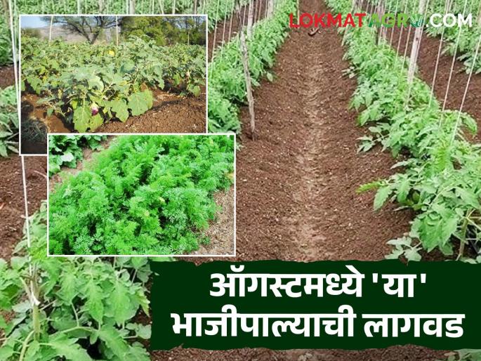 Latest news bhajipala lagvad Plant these vegetables in August, you can earn good profits! | Vegetbale Farming : ऑगस्ट महिन्यात 'या' भाजीपाल्याची लागवड करा, चांगला नफा कमावता येईल!