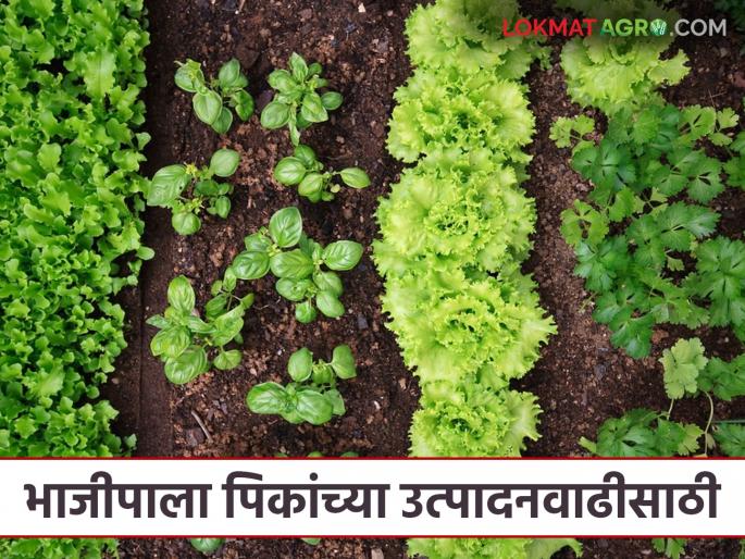 Latest News Vegetbale farming What are the important factors for increasing production of vegetable crops Read in detail | Vegetable Farming : भाजीपाला पिके उत्पादन वाढीसाठी महत्त्वाच्या बाबी कोणत्या? वाचा सविस्तर  Latest News Vegetbale farming What are the important factors for increasing production of vegetable crops Read in detail | Vegetable Farming : भाजीपाला पिके उत्पादन वाढीसाठी महत्त्वाच्या बाबी कोणत्या? वाचा सविस्तर