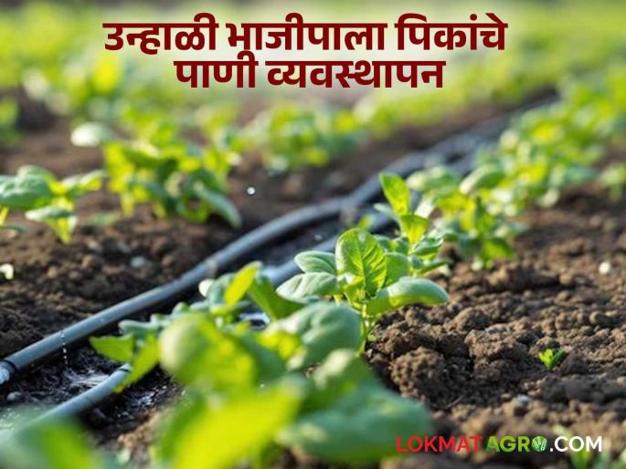Latest news vegetable farming How to manage water for summer vegetable crops | Vegetable Farming : पाण्याची सोय जेमतेम, मग उन्हाळी भाजीपाला पिकांचे असं करा व्यवस्थापन Latest news vegetable farming How to manage water for summer vegetable crops | Vegetable Farming : पाण्याची सोय जेमतेम, मग उन्हाळी भाजीपाला पिकांचे असं करा व्यवस्थापन
