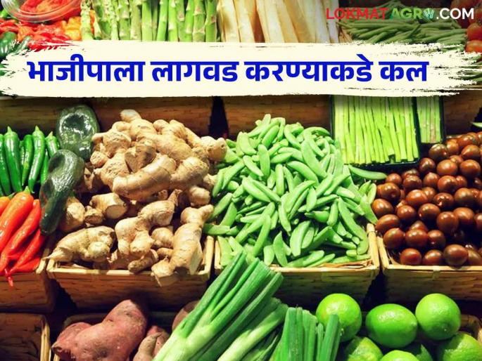Vegetable cultivation: Farmers prefer brinjal, okra and cabbage cultivation; Getting money in hand  | vegitable cultivation : वांगी, भेंडी अन् कोबी लागवडीला शेतकऱ्यांची पसंती ; मिळतोय हातात पैसा  Vegetable cultivation: Farmers prefer brinjal, okra and cabbage cultivation; Getting money in hand  | vegitable cultivation : वांगी, भेंडी अन् कोबी लागवडीला शेतकऱ्यांची पसंती ; मिळतोय हातात पैसा