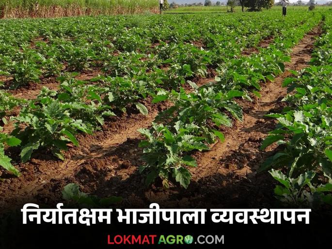 Bhajipala Niryat : How to take pre-planting and post-planting care while getting exportable vegetable production | Bhajipala Niryat : निर्यातक्षम भाजीपाला उत्पादन घेताना लागवडीपूर्वी व लागवडीनंतर कशी घ्याल काळजी
