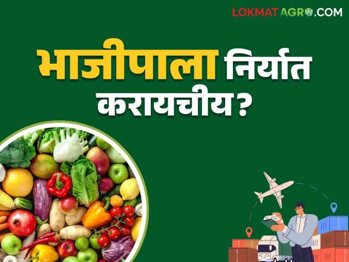 Bhajipala Niryat : If you want to export vegetables to foreign countries, what is the quality? | Bhajipala Niryat : परदेशात भाजीपाला निर्यात करायचाय तर कशी हवी क्वालिटी Bhajipala Niryat : If you want to export vegetables to foreign countries, what is the quality? | Bhajipala Niryat : परदेशात भाजीपाला निर्यात करायचाय तर कशी हवी क्वालिटी