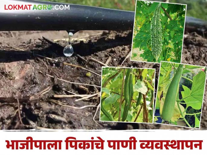 Water requirement according to growth stage of vegetable crops | वेलवर्गीय भाजीपाला पिकांच्या वाढीच्या अवस्थेनुसार पाण्याची गरज Water requirement according to growth stage of vegetable crops | वेलवर्गीय भाजीपाला पिकांच्या वाढीच्या अवस्थेनुसार पाण्याची गरज