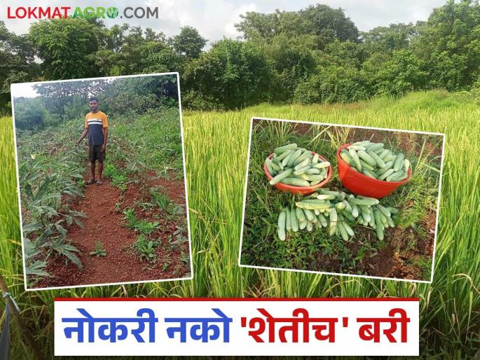 Instead of job the young man adopted the path of agriculture; Earning perennially from vegetable crops | नोकरीऐवजी तरुणाने अवलंबला शेतीचा मार्ग; भाजीपाला पिकातून करतोय बारमाही कमाई Instead of job the young man adopted the path of agriculture; Earning perennially from vegetable crops | नोकरीऐवजी तरुणाने अवलंबला शेतीचा मार्ग; भाजीपाला पिकातून करतोय बारमाही कमाई