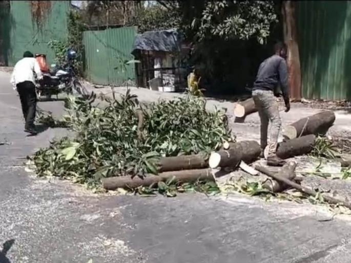 bjp ex corporator makarand narvekar has claimed that the contractor carrying out tree felling and trimming from bmc are not experts | गाळ काढणाऱ्यांच्या माथी वृक्षछाटणी, माजी नगरसेवकाने केला दावा