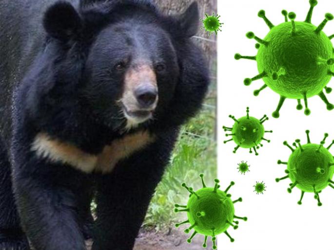 Snakes, Pangolins now bears Chinese eating wild animals even after coronavirus spread api | चीनमध्ये कोरोनाग्रस्तांना दिलं जातंय 'असं' विचित्र औषध, नुसतं वाचूनच सुरू होतील उलट्या! Snakes, Pangolins now bears Chinese eating wild animals even after coronavirus spread api | चीनमध्ये कोरोनाग्रस्तांना दिलं जातंय 'असं' विचित्र औषध, नुसतं वाचूनच सुरू होतील उलट्या!