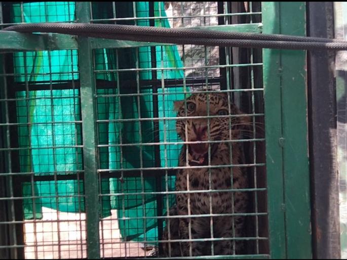 A leopard lying in a well spent the night sitting on a round rock | विहिरीत पडलेल्या बिबट्याने गोल कड्यावर बसून काढली रात्र A leopard lying in a well spent the night sitting on a round rock | विहिरीत पडलेल्या बिबट्याने गोल कड्यावर बसून काढली रात्र