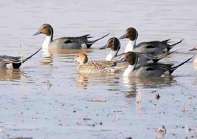 chirping of migratory birds in lakes in Bhandara district | भंडारा जिल्ह्यातील तलावांत विदेशी पक्ष्यांचा किलबिलाट; पक्षीप्रेमी सुखावले