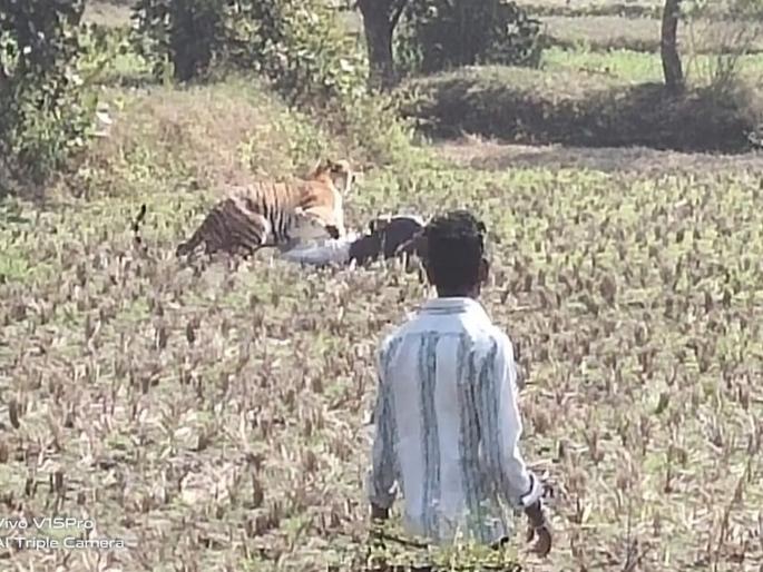 Three injured in tiger attack in Bhandara | ...अन् 'ते' मृत्यूच्या जबड्यातून परतले; गावकऱ्यांमुळे तिघांचे प्राण वाचले Three injured in tiger attack in Bhandara | ...अन् 'ते' मृत्यूच्या जबड्यातून परतले; गावकऱ्यांमुळे तिघांचे प्राण वाचले