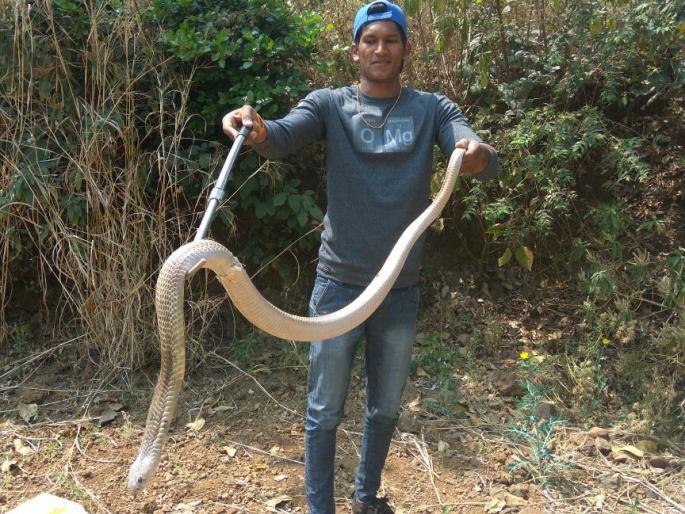 The rare cobra found in the Bhandardara area | भंडारदरा परिसरात आढळला दुर्मिळ कोब्रा The rare cobra found in the Bhandardara area | भंडारदरा परिसरात आढळला दुर्मिळ कोब्रा