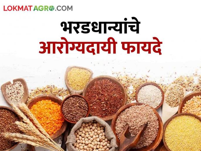 millet crops is health beneficial but now a day this millets farming is rare | आरोग्यासाठी फायद्याचे मात्र आता होत आहे दुर्मिळ; जाणून घ्या कोणते आहेत हे भरडधान्य millet crops is health beneficial but now a day this millets farming is rare | आरोग्यासाठी फायद्याचे मात्र आता होत आहे दुर्मिळ; जाणून घ्या कोणते आहेत हे भरडधान्य