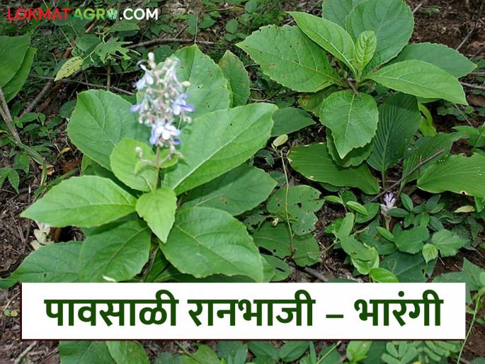 Latest News ranbhaji Bharangi wild vegetable, useful for stomach disorders, see full recipe | Bharangi Ranbhaji : पोटाच्या विकारावर उपयुक्त असलेली भारंगी रानभाजी, अशी आहे रेसिपी Latest News ranbhaji Bharangi wild vegetable, useful for stomach disorders, see full recipe | Bharangi Ranbhaji : पोटाच्या विकारावर उपयुक्त असलेली भारंगी रानभाजी, अशी आहे रेसिपी