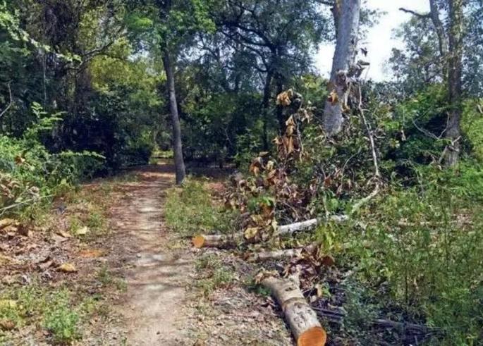 Bharatvan's proposed 500 meter road canceled in Nagpur | नागपुरातील भरतवनचा प्रस्तावित ५०० मीटर रस्ता रद्द Bharatvan's proposed 500 meter road canceled in Nagpur | नागपुरातील भरतवनचा प्रस्तावित ५०० मीटर रस्ता रद्द