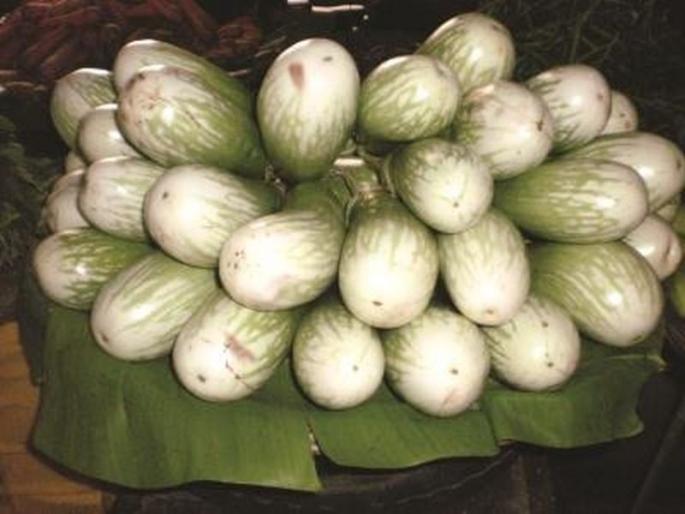 Heavy rains: Due to inward decline this year, the price of eggplant will rise | अतिवृष्टीचा फटका : आवक घटल्याने यंदा भरीताच्या वांग्याचे भाव चढेच Heavy rains: Due to inward decline this year, the price of eggplant will rise | अतिवृष्टीचा फटका : आवक घटल्याने यंदा भरीताच्या वांग्याचे भाव चढेच