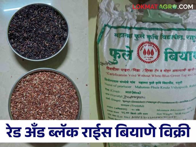 Latest News Want to plant black and red rice, simply contact here for seeds  | Red, Black Rice Seed : काळा आणि लाल भात लागवड करायचीय, बियाण्यांसाठी इथे साधा संपर्क 