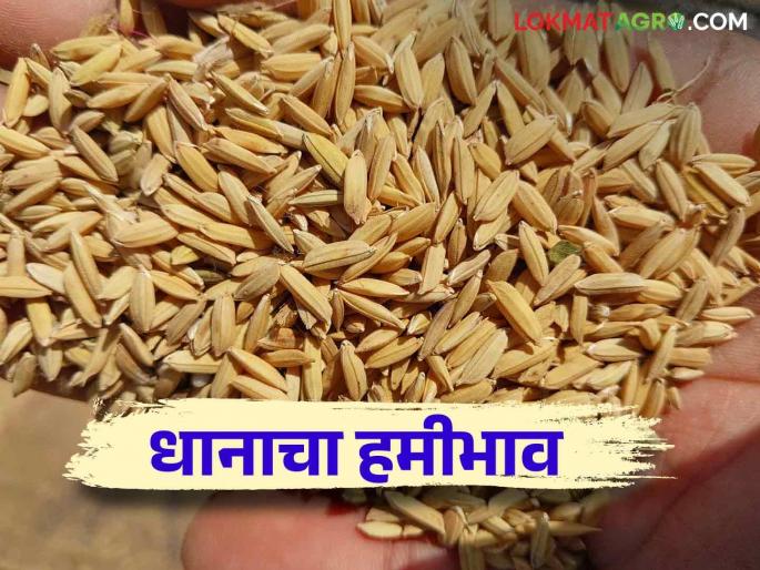 Dhan Kharedi : Online registration at paddy buying and selling centers has started How is the price getting? | Dhan Kharedi : भात खरेदी-विक्री केंद्रांवर ऑनलाइन नोंदणी सुरू.. कसा मिळतोय भाव Dhan Kharedi : Online registration at paddy buying and selling centers has started How is the price getting? | Dhan Kharedi : भात खरेदी-विक्री केंद्रांवर ऑनलाइन नोंदणी सुरू.. कसा मिळतोय भाव