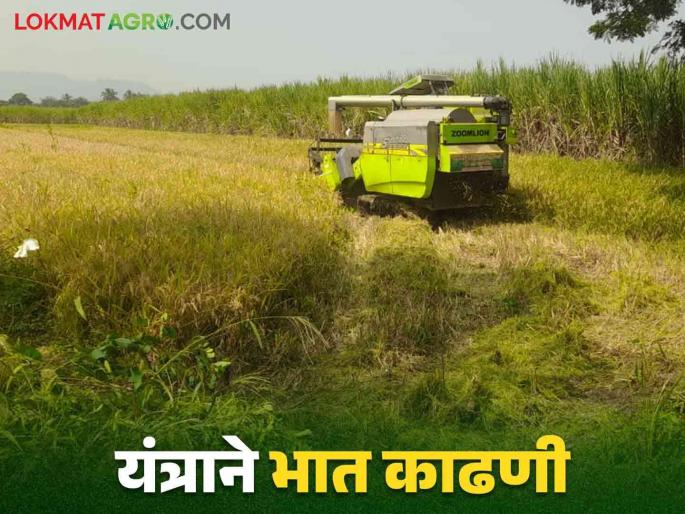 Bhat Kapni : Speed up paddy harvesting with machine Yield 35 to 40 bags per acre | Bhat Kapni : मशीनने भात काढणीला वेग एकरी ३५ ते ४० पोती उत्पादन Bhat Kapni : Speed up paddy harvesting with machine Yield 35 to 40 bags per acre | Bhat Kapni : मशीनने भात काढणीला वेग एकरी ३५ ते ४० पोती उत्पादन