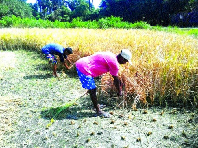 Vasayet continues patriotism, employs laborers | वसईत भातकापणी सुरू, मजुरांना रोजगार Vasayet continues patriotism, employs laborers | वसईत भातकापणी सुरू, मजुरांना रोजगार