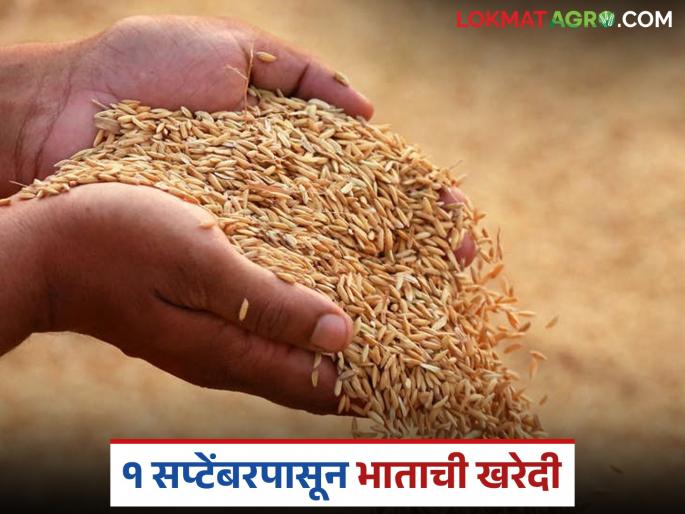 latest news Dhan Kharedi Paddy procurement in tamilnadu from September 1 see details | Dhan Kharedi : 'या' राज्यात 1 सप्टेंबरपासून धान खरेदी, प्रति क्विंटलला 'इतके' रुपये मिळणार