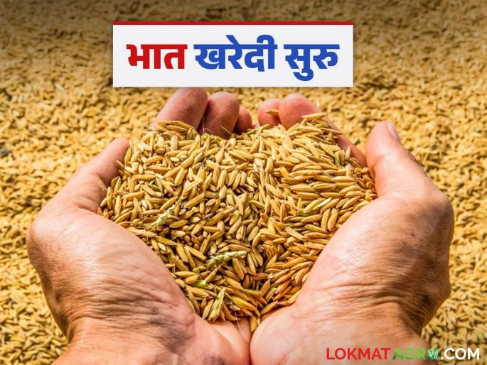 Bhat Kharedi : District Marketing Federation starts purchasing rice; How is the price being obtained? | Bhat Kharedi : जिल्हा मार्केटिंग फेडरेशनकडून भात खरेदीला सुरवात; कसा मिळतोय दर? Bhat Kharedi : District Marketing Federation starts purchasing rice; How is the price being obtained? | Bhat Kharedi : जिल्हा मार्केटिंग फेडरेशनकडून भात खरेदीला सुरवात; कसा मिळतोय दर?