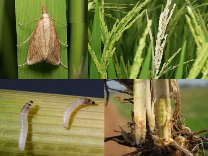 Infestation of stem borer on rice; How to control | भातावर खोड किडीचा प्रादुर्भाव; कसे कराल नियंत्रण Infestation of stem borer on rice; How to control | भातावर खोड किडीचा प्रादुर्भाव; कसे कराल नियंत्रण