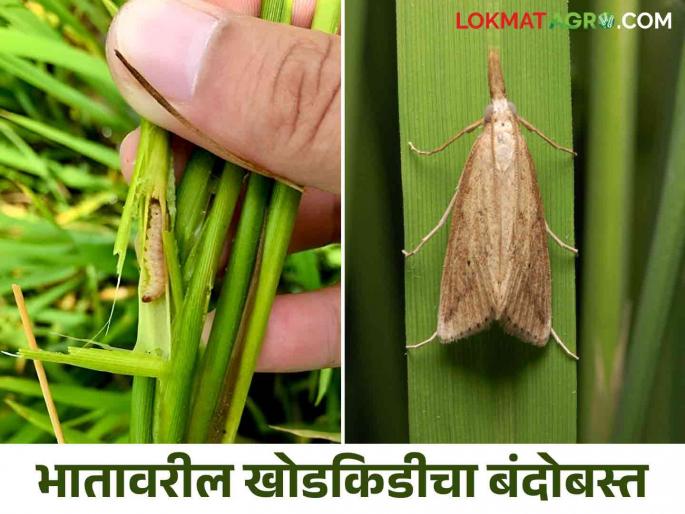 Bhat Khodkid : Simple solution for control of stem borer in paddy crop | Bhat Khodkid : भात पिकातील खोड किडीचा बंदोबस्त करण्यासाठी सोपे उपाय Bhat Khodkid : Simple solution for control of stem borer in paddy crop | Bhat Khodkid : भात पिकातील खोड किडीचा बंदोबस्त करण्यासाठी सोपे उपाय