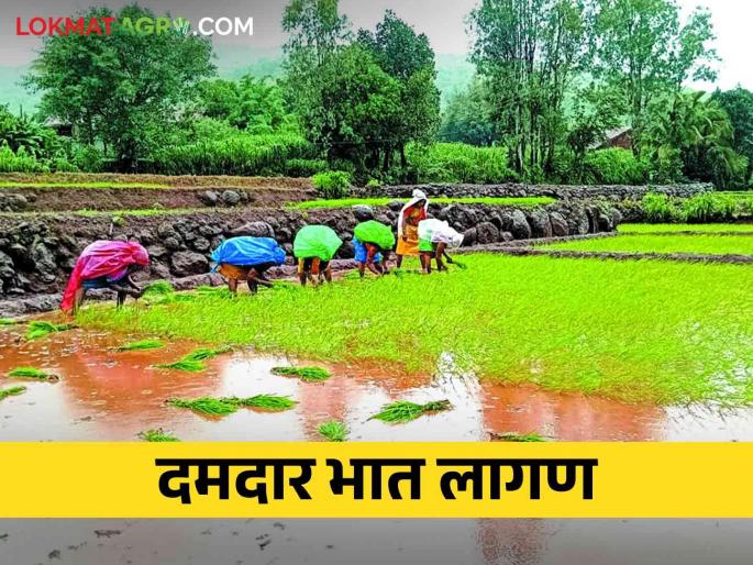 With the speed of planting paddy crop, machinery is also being used along with bullocks | भात रोपे लावणीला आला वेग बैलांसह यंत्राचाही होतोय वापर